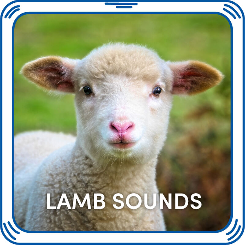 Lamb Sounds  