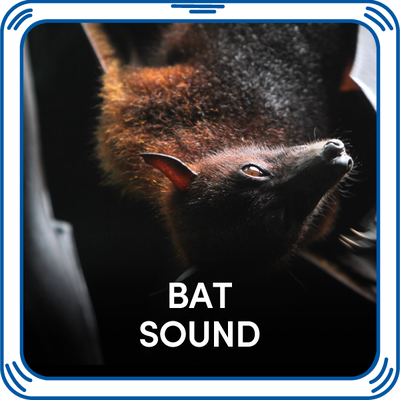 Bat Sound
